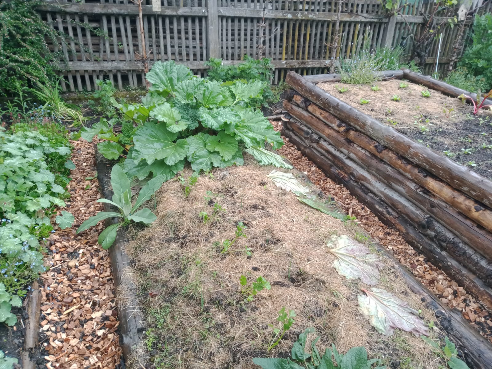 Gartenratsch